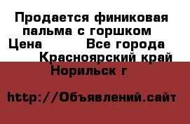 Продается финиковая пальма с горшком › Цена ­ 600 - Все города  »    . Красноярский край,Норильск г.